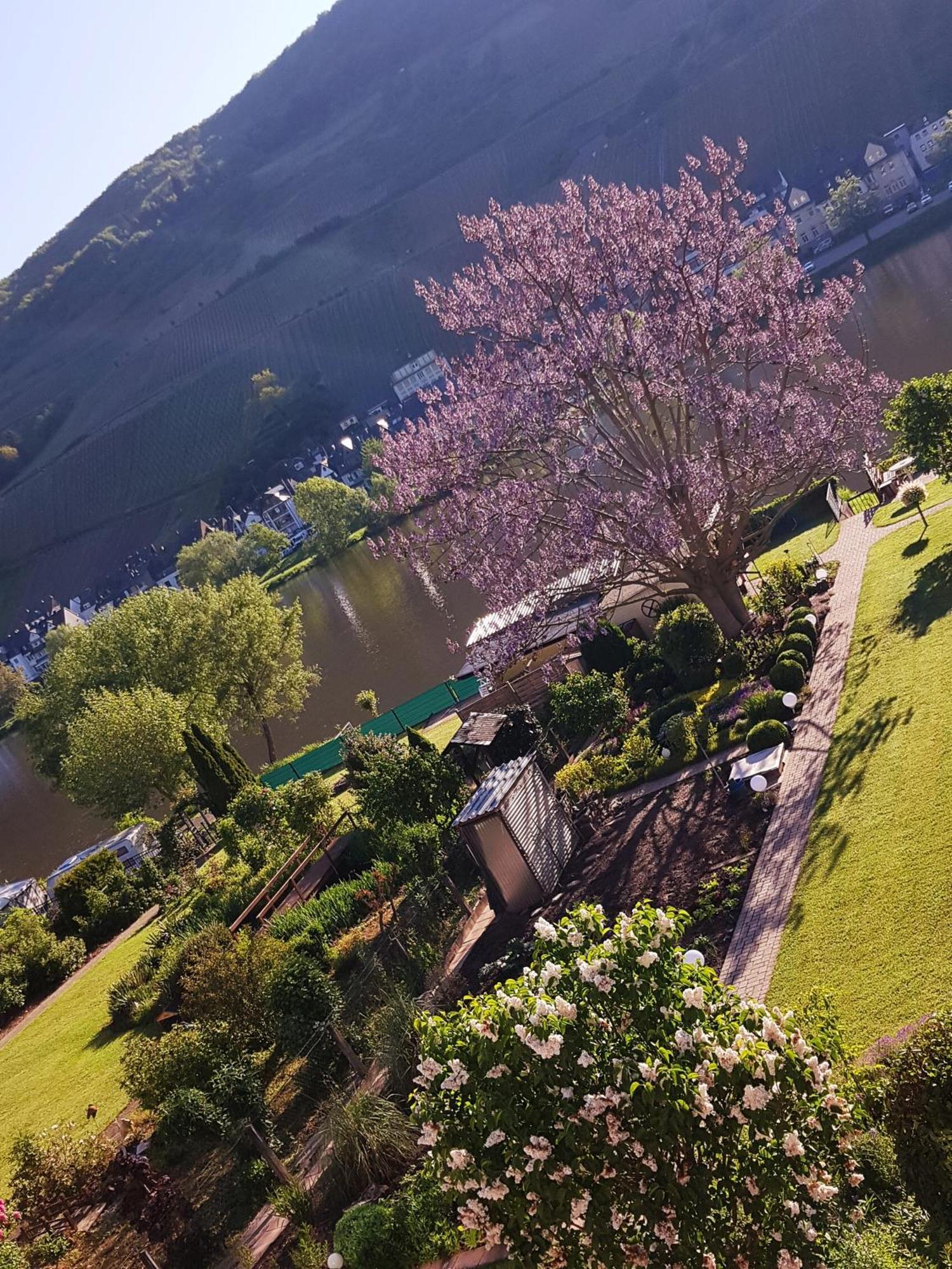 Zum Blauglockenbaum Apartamento Zell an der Mosel Exterior foto